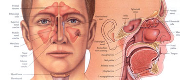 What is an ear, nose and throat specialist?
